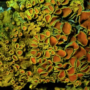 Indicator: Xanthoria parietina, lichen