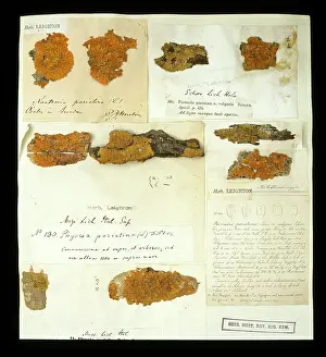 Alga: Xanthoria parietina, lichen