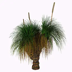 Monocot: Xanthorrhoea australis plant native to Australia