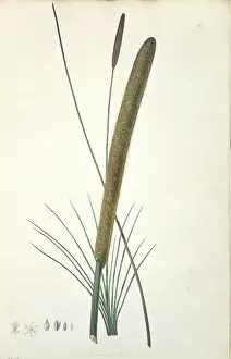 Xanthorrhoeaceae: Xanthorrhoea resinosa, grass tree