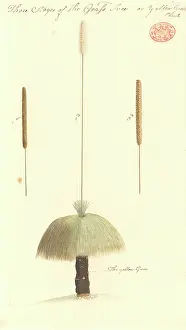Watling: Xanthorrhoea sp