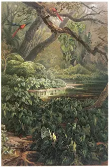 Sagittifolia: XANTHOSOMA SAGITTIFOLIA