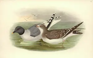 Sabines: Xema sabini, Sabine's gull