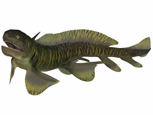 Slender: Xenacanthus, a Devonian freshwater shark
