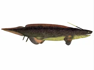 Slender: Xenacanthus, a prehistoric shark from the Devonian and ?