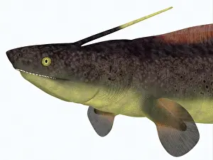 Ugliness: Xenacanthus shark head