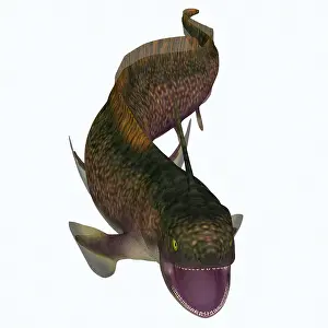 Slender: Xenacanthus shark with mouth open