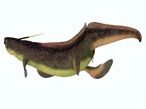 Slender: Xenacanthus shark, on white background