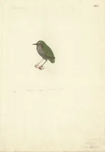 Wren: Xenicus longiceps, bush wren