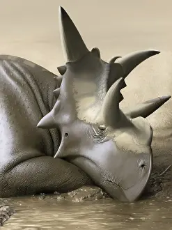 Close Up: Xenoceratops foremostensis relaxing in a mud puddle