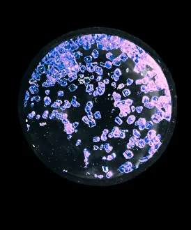 Malm: Xenon Tetrafluoride