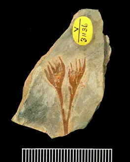 Pteridospermatophyta: Xenotheca devonica