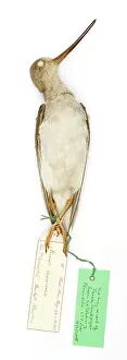 Ornithological: Xenus cinereus