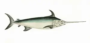 Swordfish: Xiphias gladius, or Swordfish
