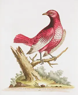 Pompadour: Xipholena punicea, pompadour cotinga