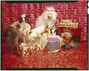 Pampered: XMAS PRESENTS & DOGS