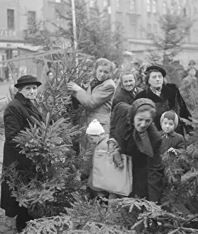 Chrismas: Xmas trees