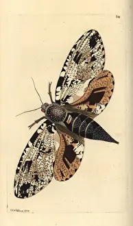 Phalaena: Xyleutes strix moth