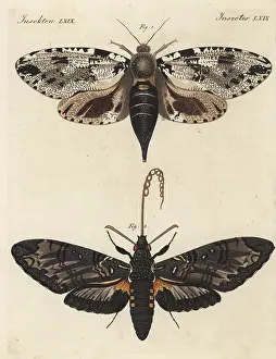 Engraved Plates: Xyleutes strix moth and giant sphinx moth