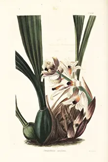 Dendrobium: Xylobium squalens orchid