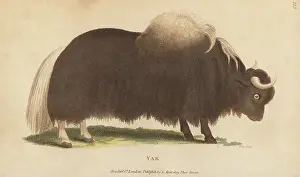 G. Kearsley: Yak, Bos grunniens