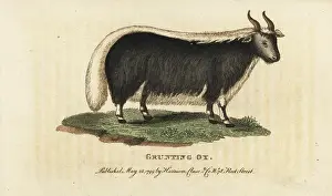 Mutus: Yak, Bos grunniens and Bos mutus
