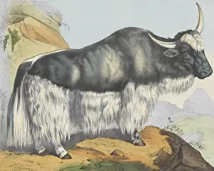 Hooves: A Yak in a Rocky Landscape