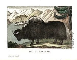 Viaggi: The Yak of Tartary, after George Stubbs