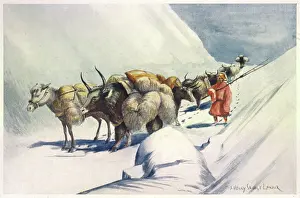 Yaks: YAKS CARRY WOOL TO INDIA
