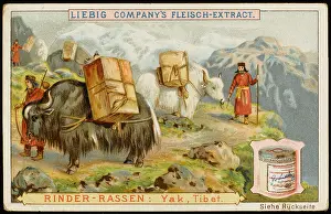 Manner: YAKS IN TIBET