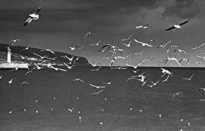 Seagulls: Yalta views