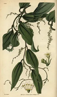 Tuber: Yam or cinnamon-leaved dioscorea, Dioscorea cinnamonifolia