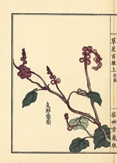 Vitis: Yamabudou or crimson glory vine, Vitis coignetiae