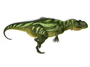 Allosaurid: Yangchuanosaurus dinosaur, side profile on white background