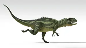 Metriacanthosaurid: Yangchuanosaurus, dinosaur, white background