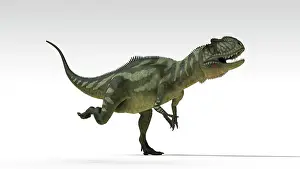 Allosaurid: Yangchuanosaurus, dinosaur, white background