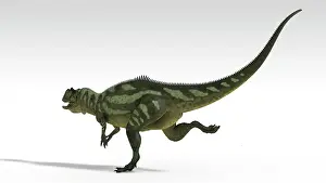 Allosaurid: Yangchuanosaurus, dinosaur, white background