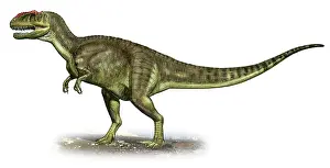 Allosaurid: Yangchuanosaurus shangiouensis, a prehistoric era dinosaur