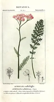Achillea: Yarrow, Achillea millefolium