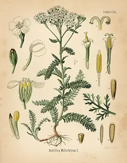 Achillea: Yarrow, Achillea millefolium