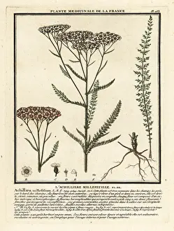 Colour Printing: Yarrow, Achillea millefolium