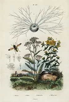 Du Casse: Yarrow, St Johns-wort, foraminifera and hoverfly