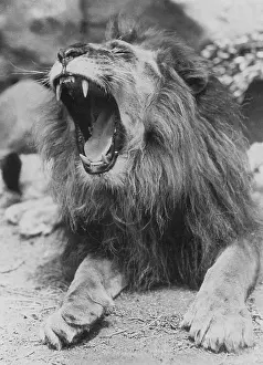 Yawning: Yawning lion, 1929