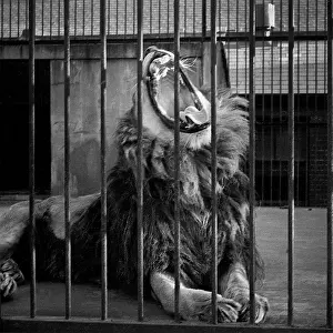 Yawning lion, London Zoo