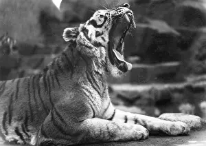 Yawns: YAWNING TIGER