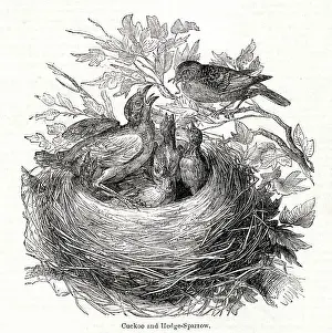 Greedy: The Year of the Poets -- Cuckoo in sparrows nest