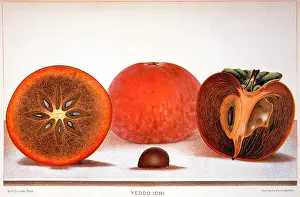 Sliced: Yeddo Ichi - Persimmons - Fruit - Food