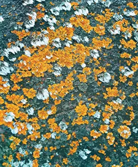 Tresses: Yellew and white tresses on a stone