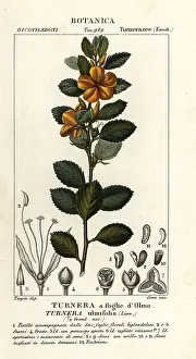 Corsi: Yellow alder, Turnera ulmifolia
