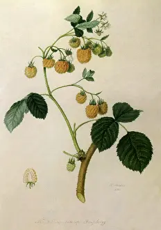 Linnaeus: Yellow Antwerp Raspberries